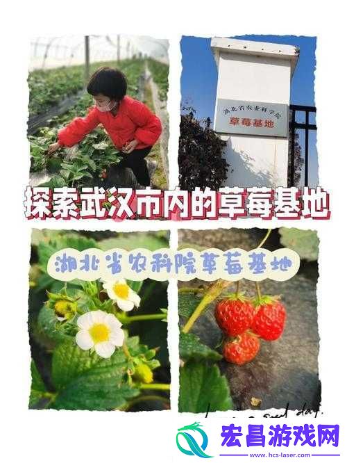 探索电能助力草莓高效获取的奥秘