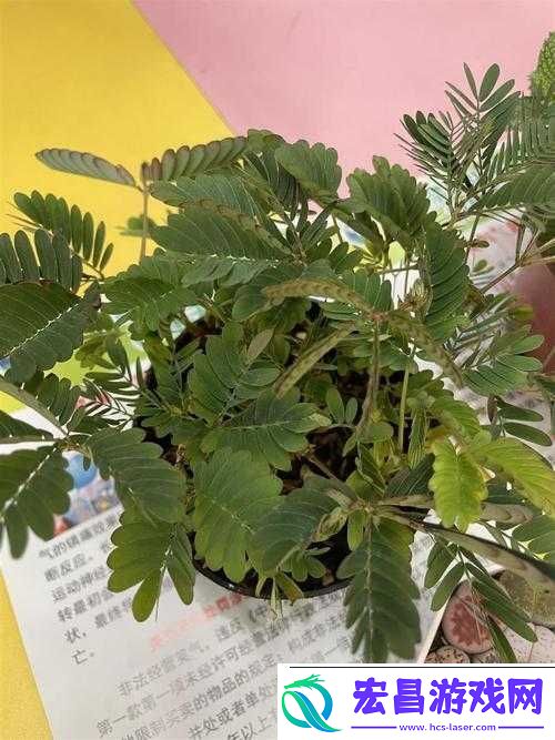 含羞草四叶草三叶草