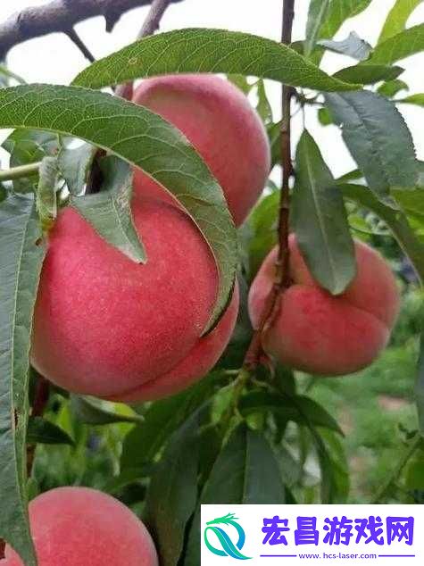 蒙阴蜜桃