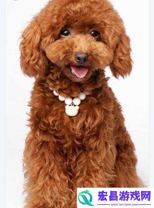 狗狗的东西又硬又烫