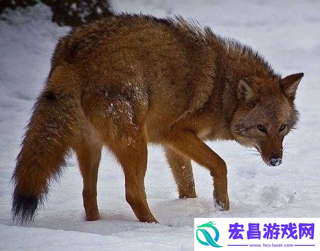 剑与魔法世界中的土狼霸主