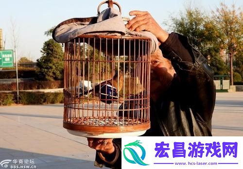 “八旬翁养鸟