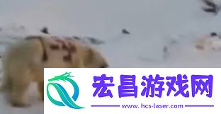 北极熊身上的神秘涂鸦