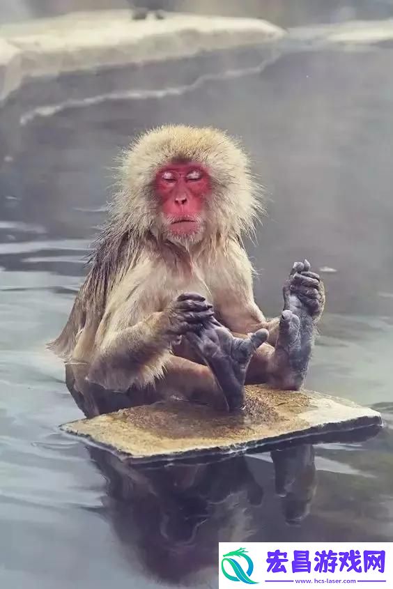 女生和男生一起生猴猴子免费