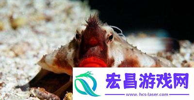 泰拉瑞亚蝙蝠鱼获取攻略任务奖励大揭秘