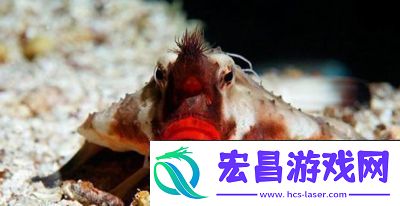 泰拉瑞亚蝙蝠鱼获取攻略