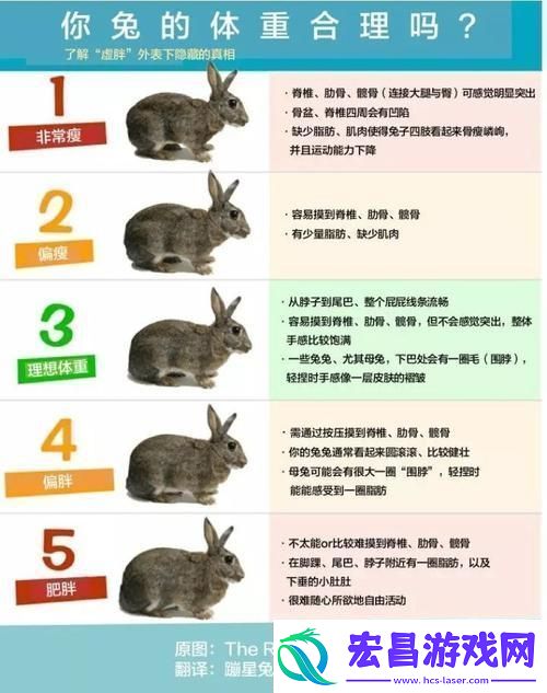 “兔意何在网上喧嚣背后的荒诞真相”