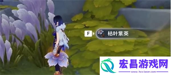 原神枯叶紫英在哪