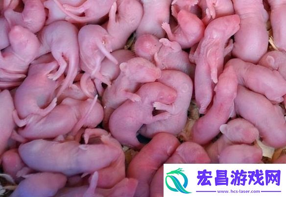 猎奇美食