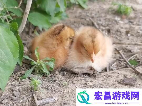 “梦游鸡界