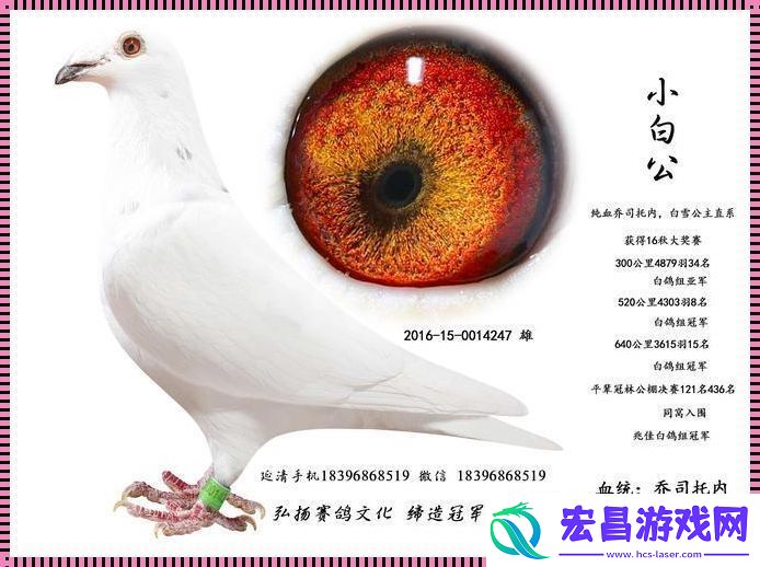 Ggy2022鸽子小白
