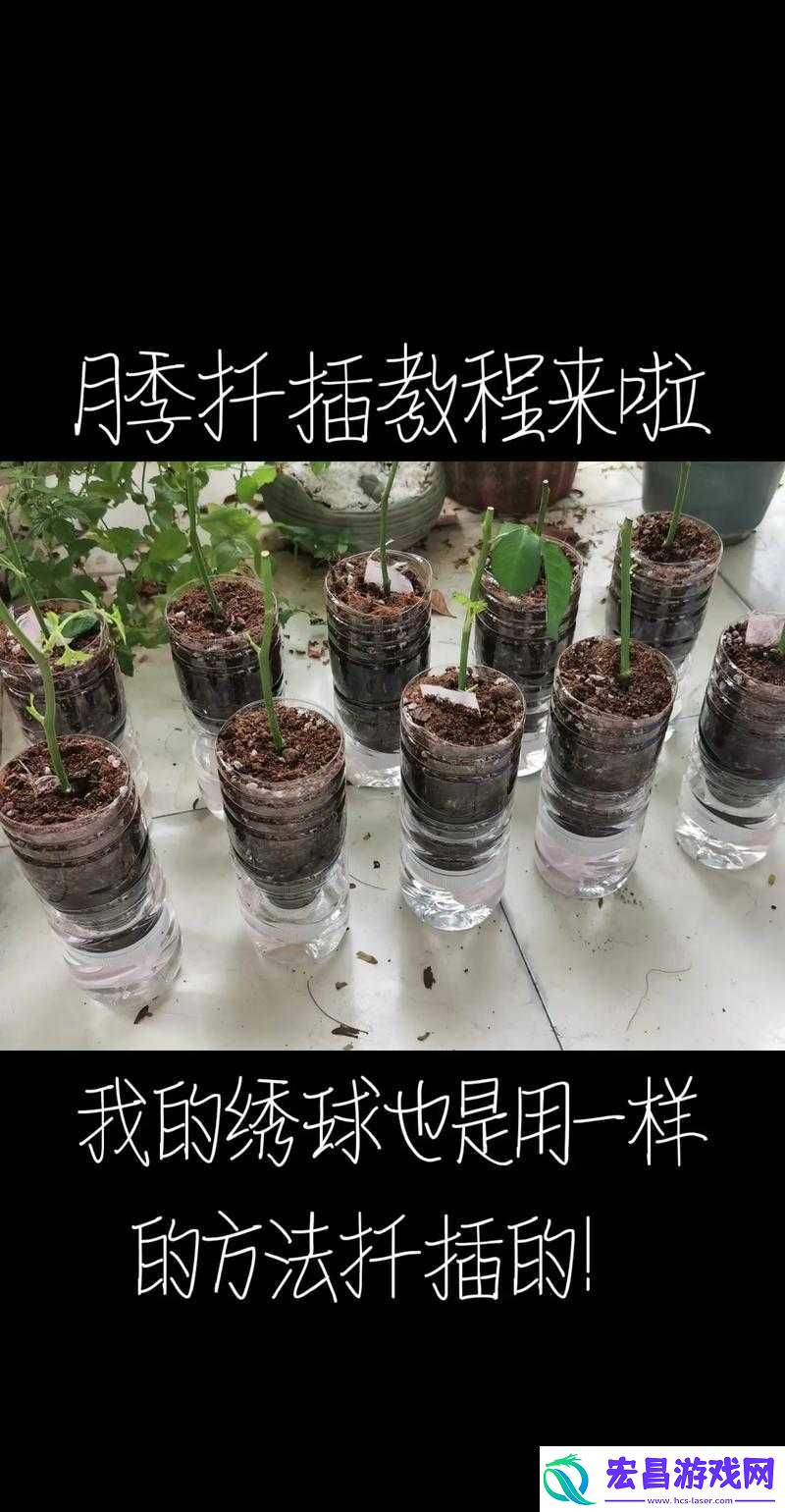 扦插过程视频