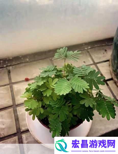水蜜桃香蕉含羞草1.水蜜桃与香蕉的奇妙搭配
