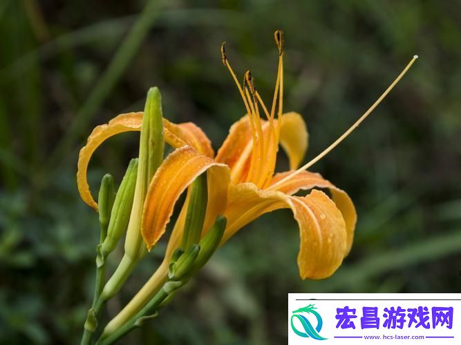 “仙踪林”探秘