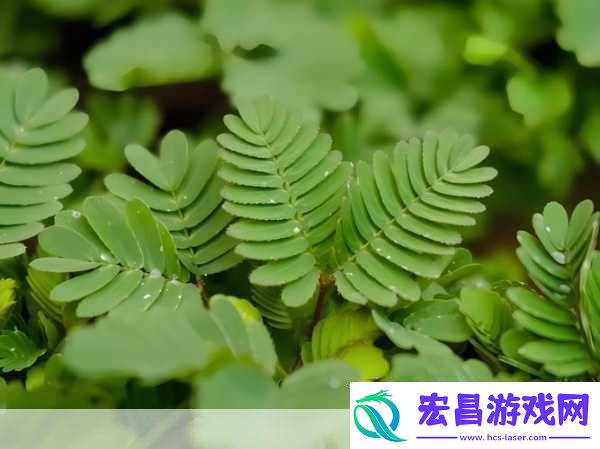 水蜜桃香蕉含羞草1.水蜜桃与香蕉的奇妙搭配