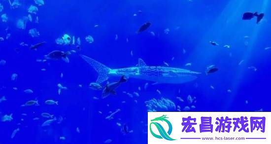 海洋馆里的鲸鲨竟是机器鱼