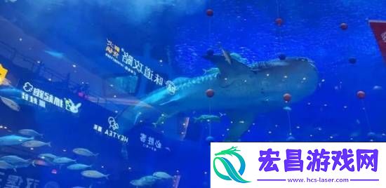 海洋馆里的鲸鲨竟是机器鱼