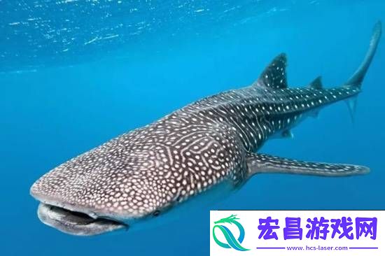 海洋馆里的鲸鲨竟是机器鱼