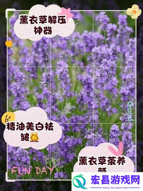 薰衣草研究所站入口
