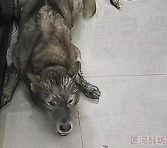 一小时人生游戏内狗狗驯养全攻略