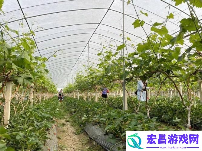 草莓樱桃色多多绿巨人秋葵