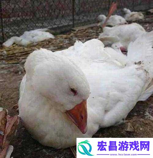 鹅鸭杀中通灵鹅的作用到底是什么