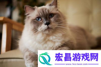 翡翠波斯猫2经典