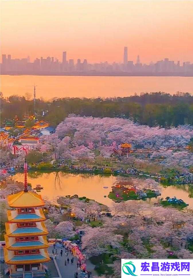 樱花**