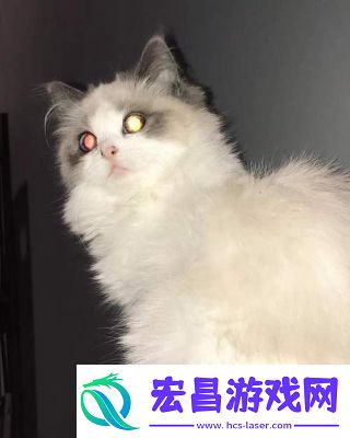 翡翠波斯猫2经典