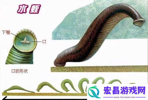 游戏探秘水蛭之力