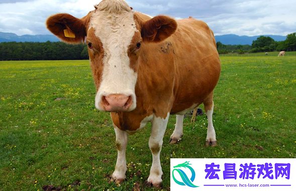 4人靠云养牛骗了5个亿实际一头都没有全是照骗
