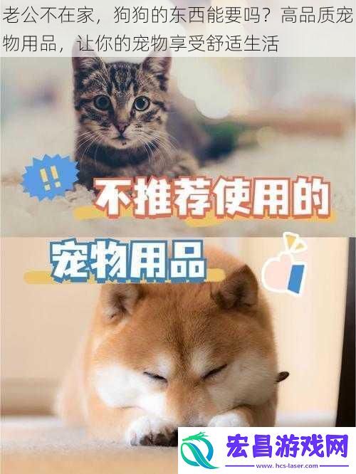 老公不在家狗狗的东西能要吗高品质宠物用品让你的宠物享受舒适生活