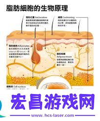 纽仕康脂肪燃烧弹