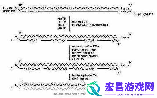 rna与cdna杂交RNA与cDNA杂交技术在基因研究中的应用