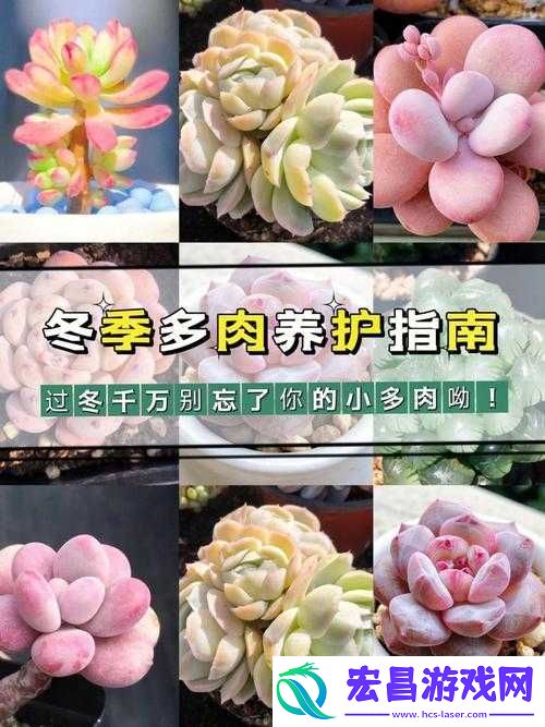 皇家共享小公主多肉养护方法
