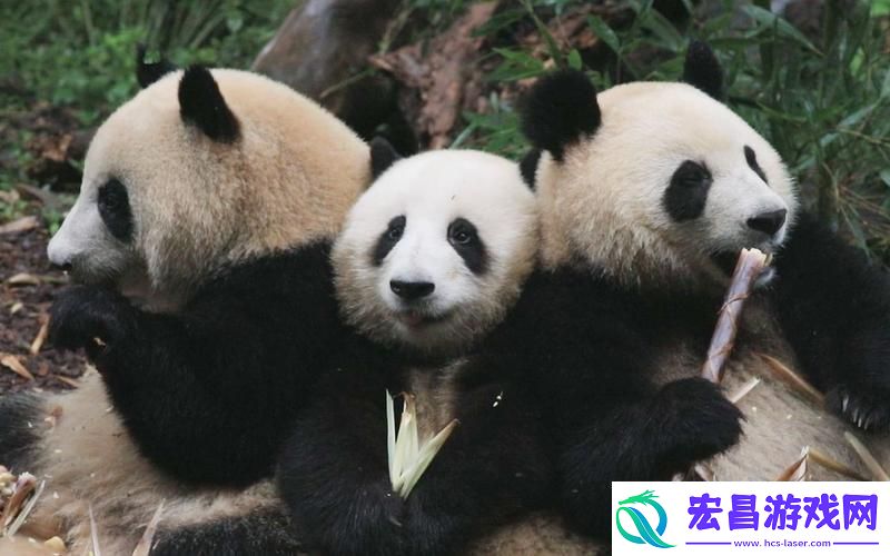 “滚滚”和“花花”的智商大挑战