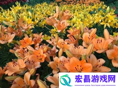 探索未知的黄油世界