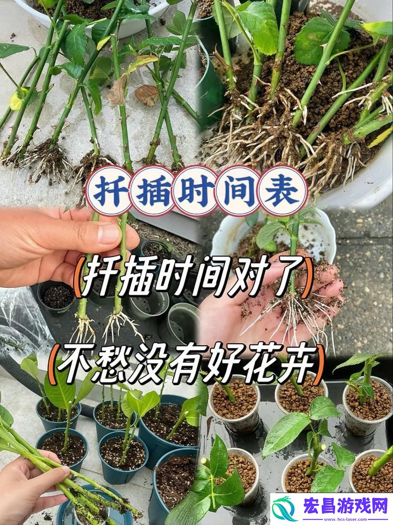 在床上的72种扦插方法最新动态