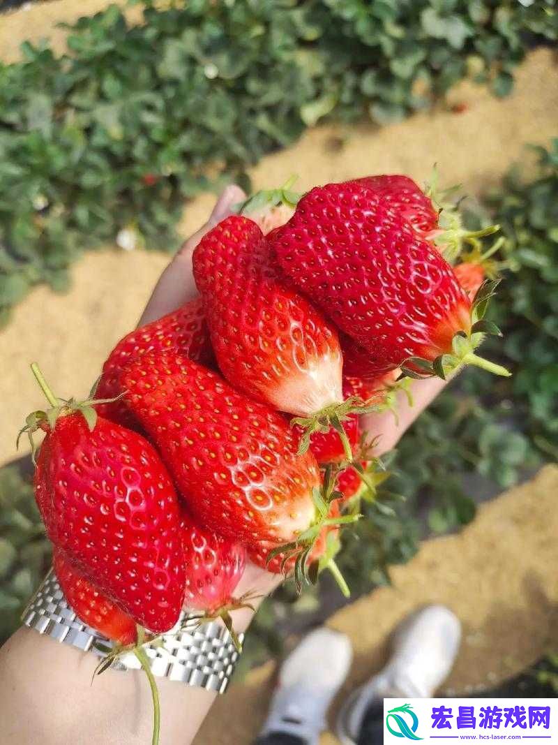 草莓樱桃水蜜桃
