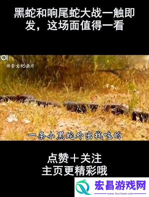 黑蛇的享受