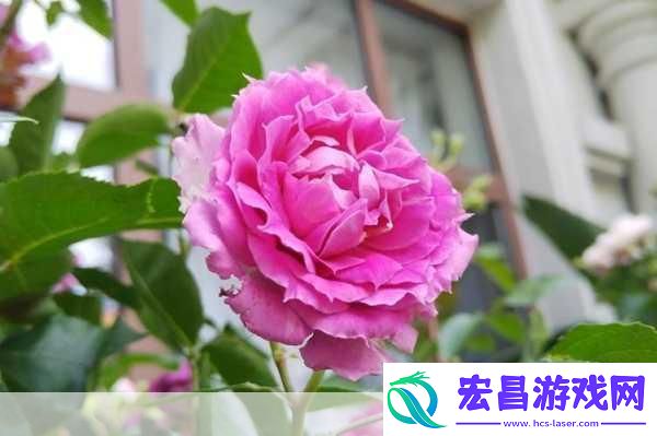 欧产日产国色天香水蜜桃探秘