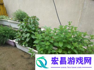 探索温暖香草的秘密所在