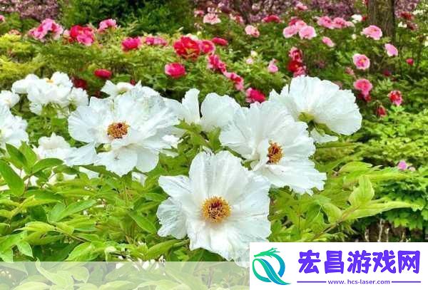 欧产日产国色天香水蜜桃探秘