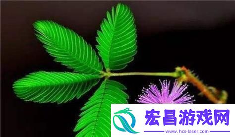羞答答隐藏路径