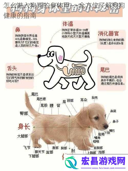怎么进入狗狗的身体甲——全方位了解狗狗健康的指南