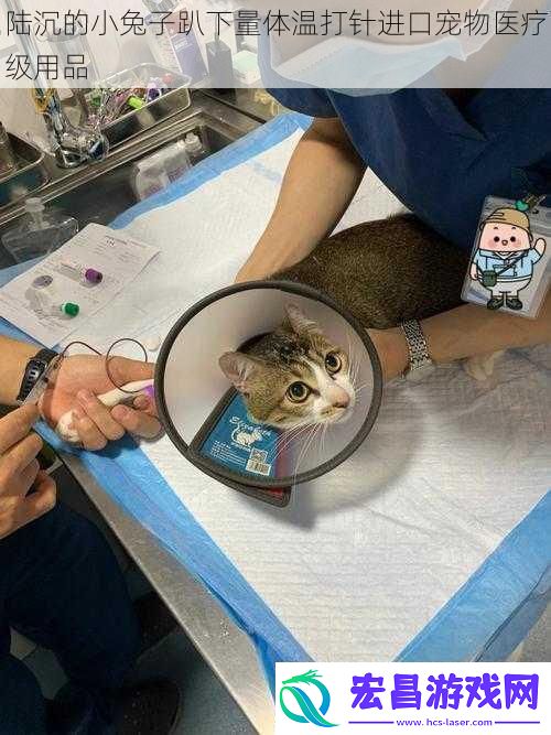 陆沉的小兔子趴下量体温打针进口宠物医疗级用品