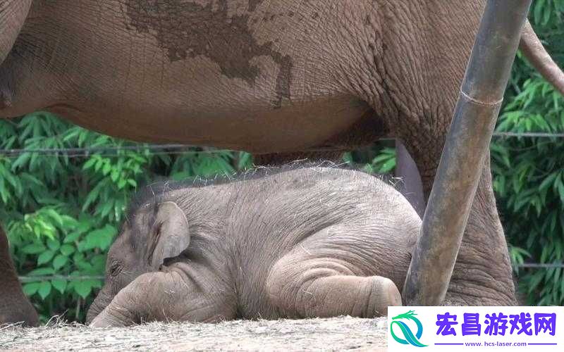 乖乖趴着