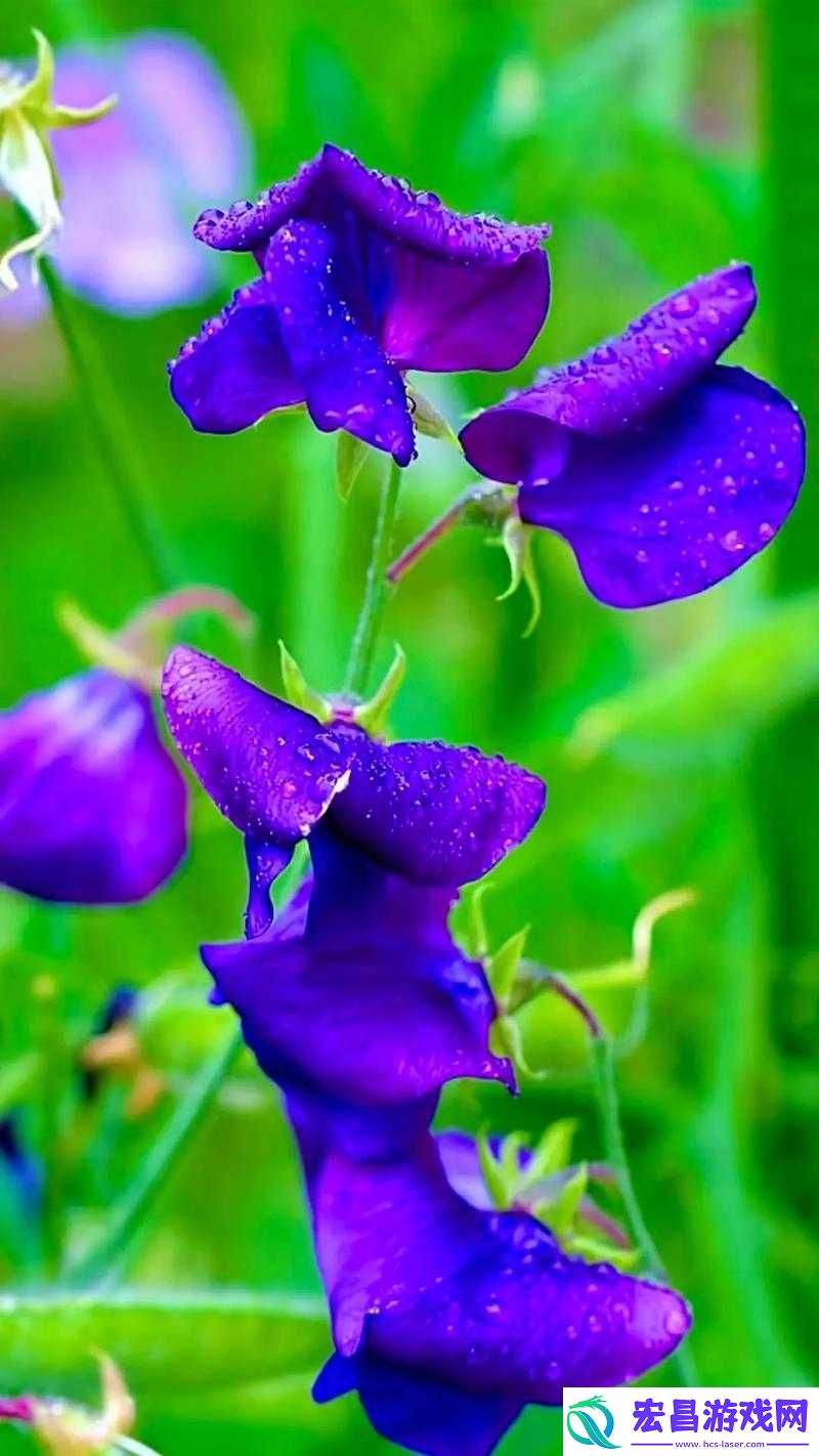 芳草萋萋流水潺潺之美