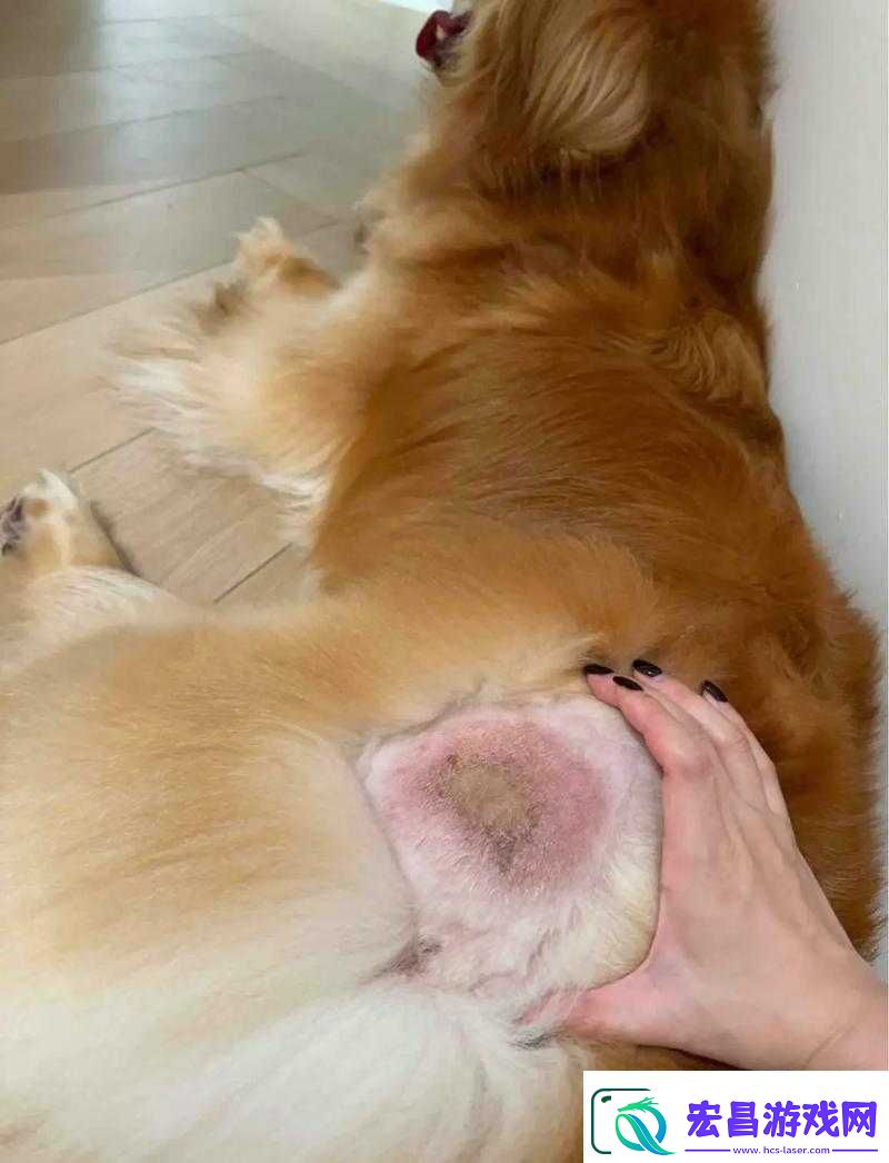 狗和人锁在一起去医院的注意事项