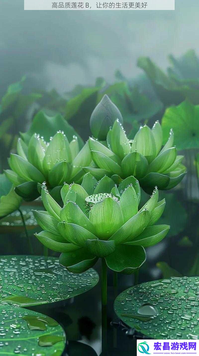 高品质莲花B让你的生活更美好